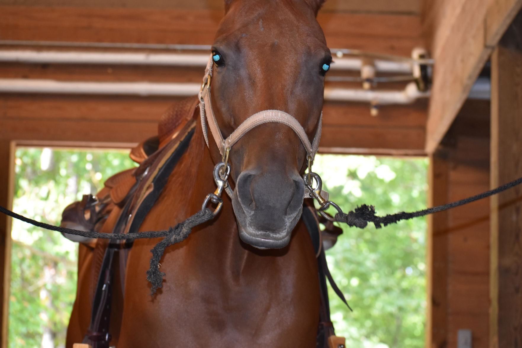 horse 1.jpg